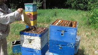 видео: Не снижая активности - взаимозамена рамками между семьей и отводком. картинка: Не снижая активности - взаимозамена рамками между семьей и отводком.