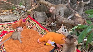 VOICI À QUEL POINT IL EST DANGEREUX DE DÉRANGER UNE COLONIE DE SINGES !!!