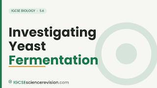 Investigating Yeast Fermentation | Edexcel IGCSE Biology Revision