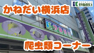 【ペットショップ】かねだい横浜店の爬虫類コーナーを紹介します‼