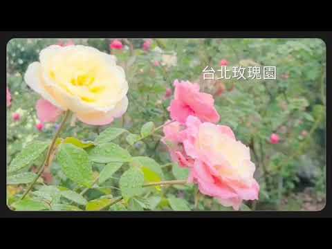 2020新生公園－台北玫瑰園賞玫