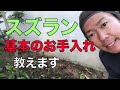 【スズラン】お手入れ簡単！切るだけ
