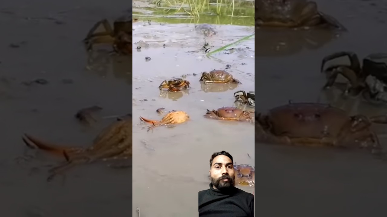 Best Amazing Technology Crab Catching Unique Crabs & Tortoise Catching SystemSP Fishing World