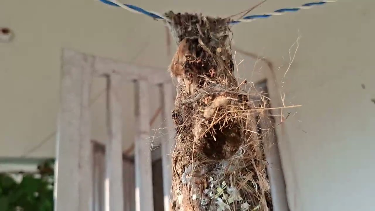 Meri Bagiya aur Chhoti Chidiya