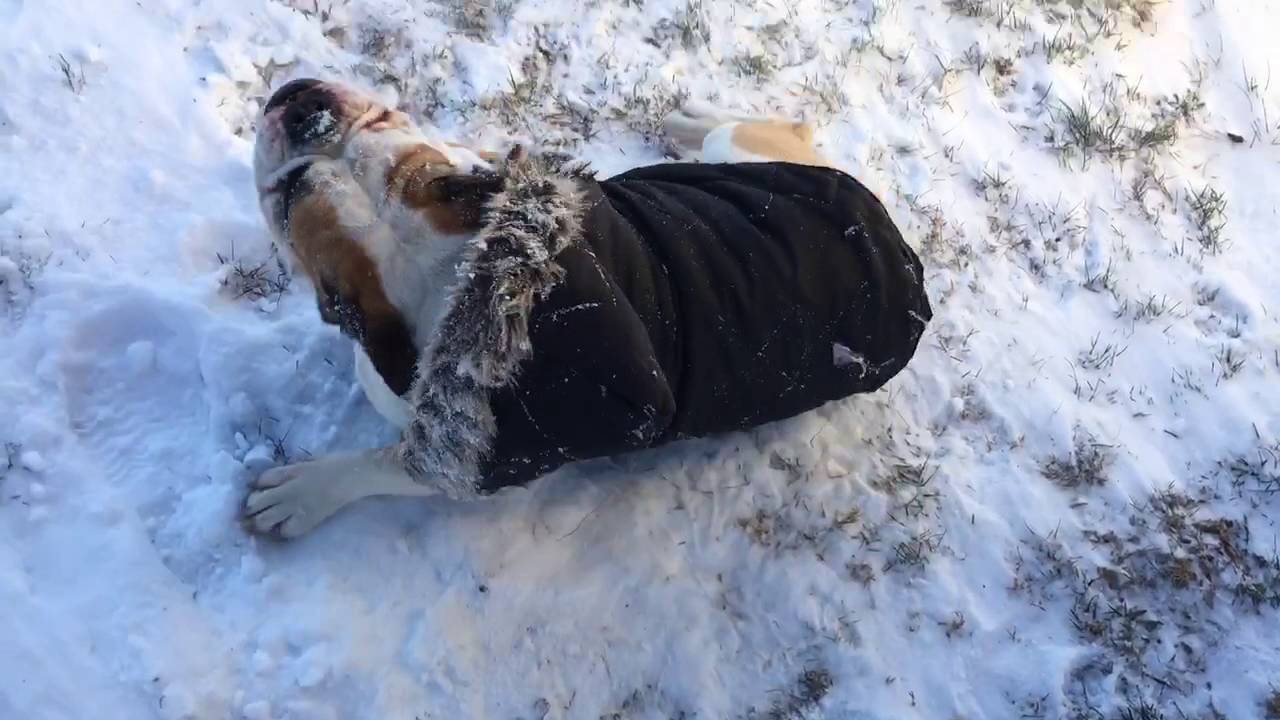Bulldog snow angels
