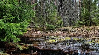Видео Коп в глухом урочище, окружённом лесами (17 мая) #15 (автор: Уральские бродни)