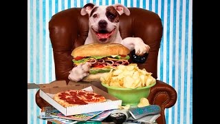 Slow Feed Dog Bowl The Secret Life of Pet - Eating So Fast | How To Slow Your Dogs  Eating Time by Simply Pets Online 555 views 7 years ago 1 minute, 16 seconds