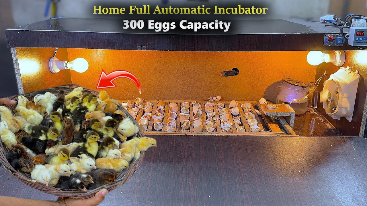 Homemade 300 Eggs Full Automatic Egg incubator - Hatched Chicks