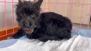Cruel Owner Left A Skinny Pup With A Broken Jaw In A Rental Place After She Vanished! by Animal Rescue Center-LiuLi 1,250 views 1 month ago 3 minutes, 18 seconds