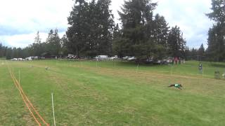 WWHA LGRA  at Roy, WA May 24, 2014 Program 2 -- Italian Greyhound by James Johannes 15 views 9 years ago 18 seconds