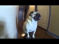 Viral Video UK: Pug on Skateboard!