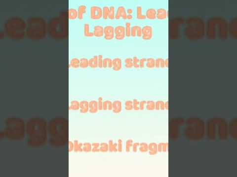 DNA Replication Explained Helicase The DNA Unwinding Process 