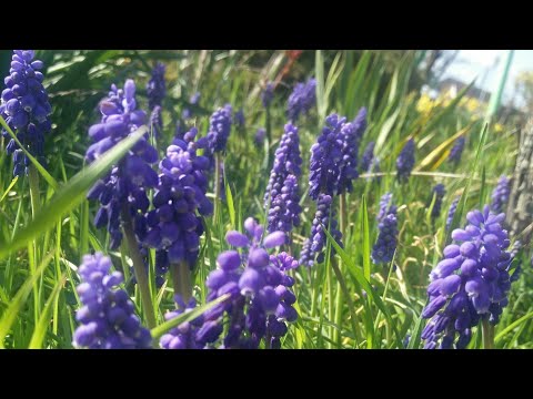 Vidéo: Muscari Ou Jacinthe De Souris