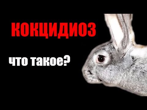 Видео: Миксоматоза при зайци: възможно ли е да се яде месо от болно животно?