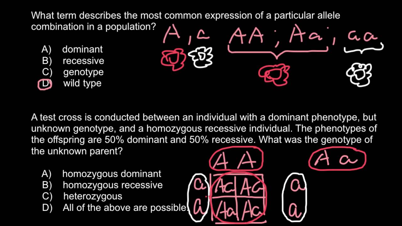 What is a test cross in genetics? - YouTube