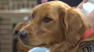 Veterinarian explains what not to feed your dog on Thanksgiving