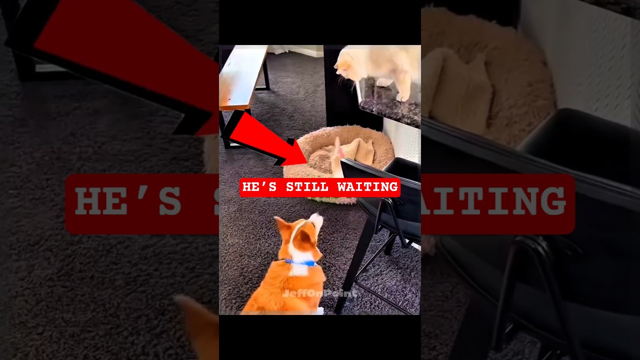 The Treat That Never Fell