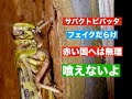 サバクトビバッタ 赤い国へは行けない 山を越えるは無理 ジャングルも無理 日本にも来ない フェイクだらけ 注意して【池間哲郎チャンネル】