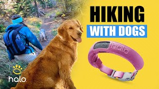 ENHANCING HIKING ADVENTURES WITH DOGS: HOW THE HALO GPS COLLAR ENSURES SAFE AND FUN TRAVELS