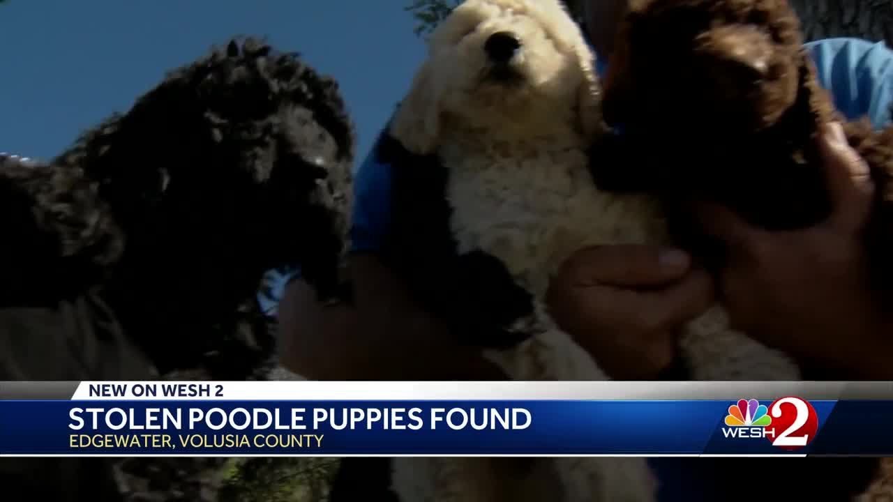 Stolen puppies found in Volusia County YouTube