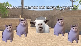 goat and cat meme cs 2 | huh cat meme cs 2 funny moments