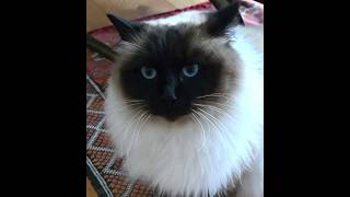 Hypnose ésotérique #130 - Disparition de Mitzou - 22052026