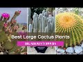 Best large cactus plants top sevenbig showstoppers