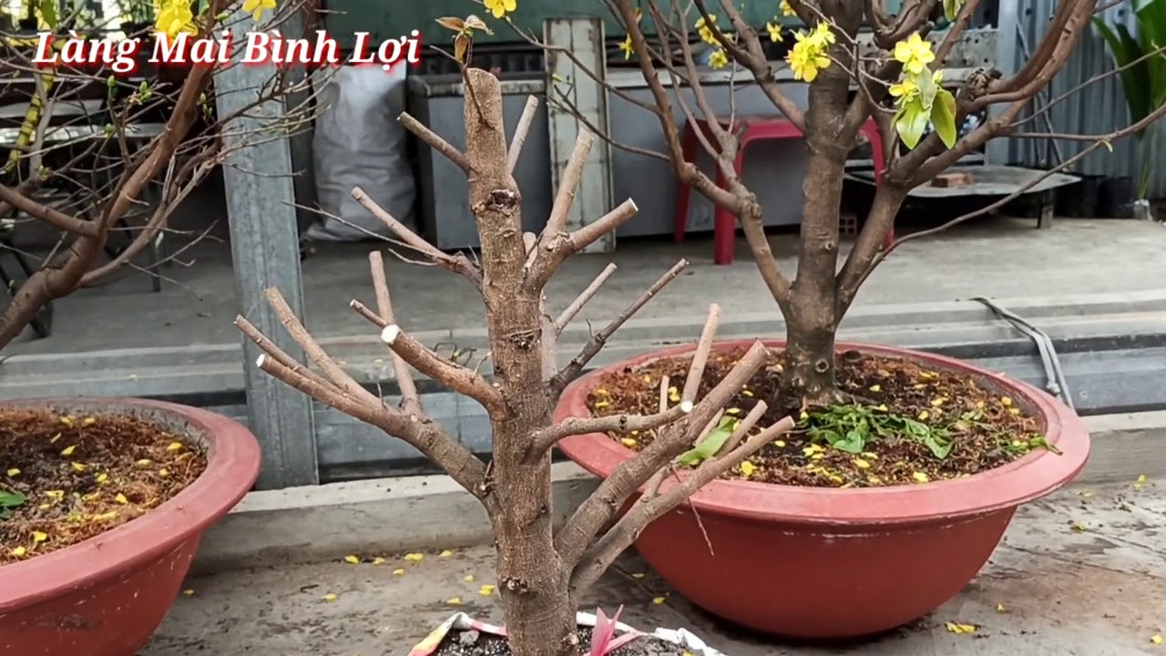 Xả Tàn Mai Vàng Sau Tết | Làng Mai Bình Lợi