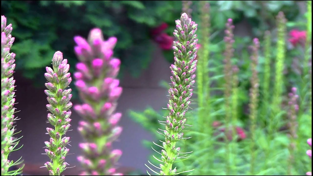 canon video camera legria hf g10