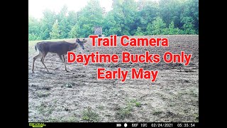 : Trail Camera: Daytime Bucks Only in Early May