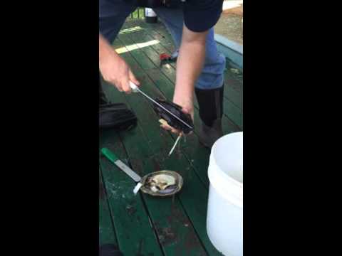 How to clean Abalone in less than a minute
