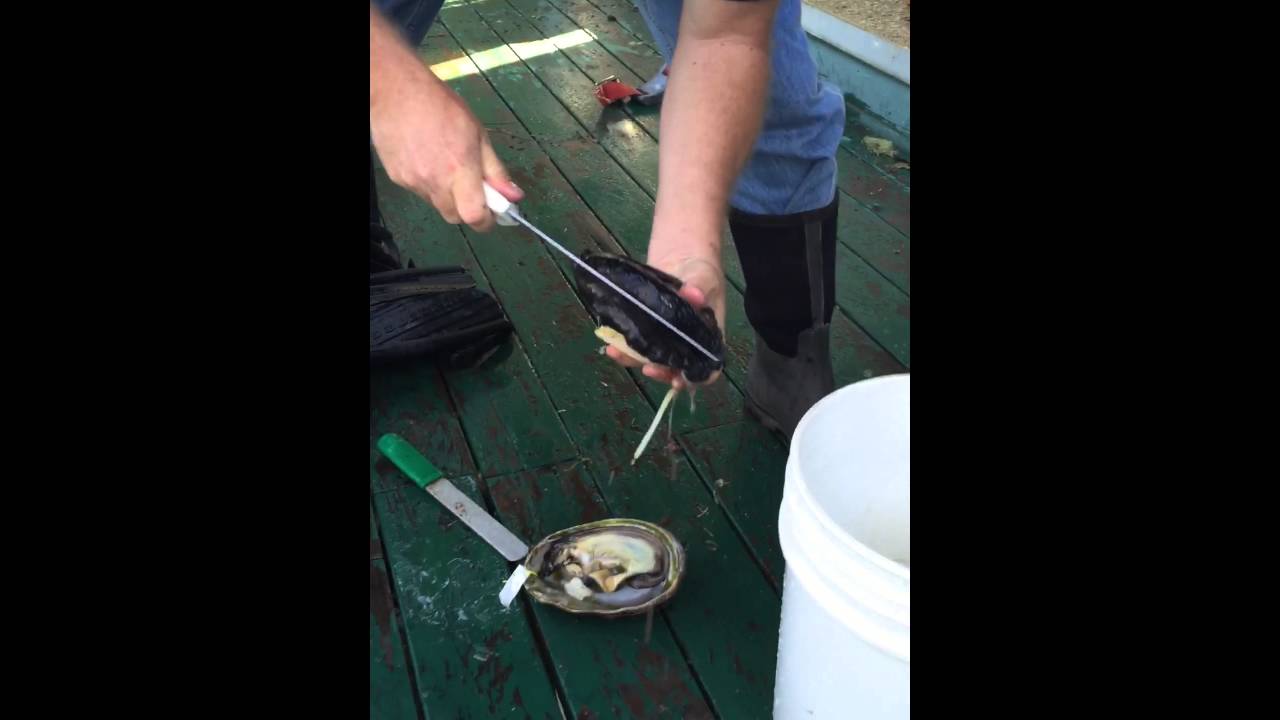 How to clean Abalone in less than a minute