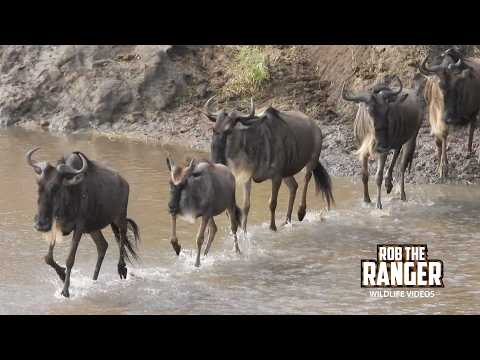 Migrating Herd Crossing The Sand River | Great Migration | Lalashe Maasai Mara Safari