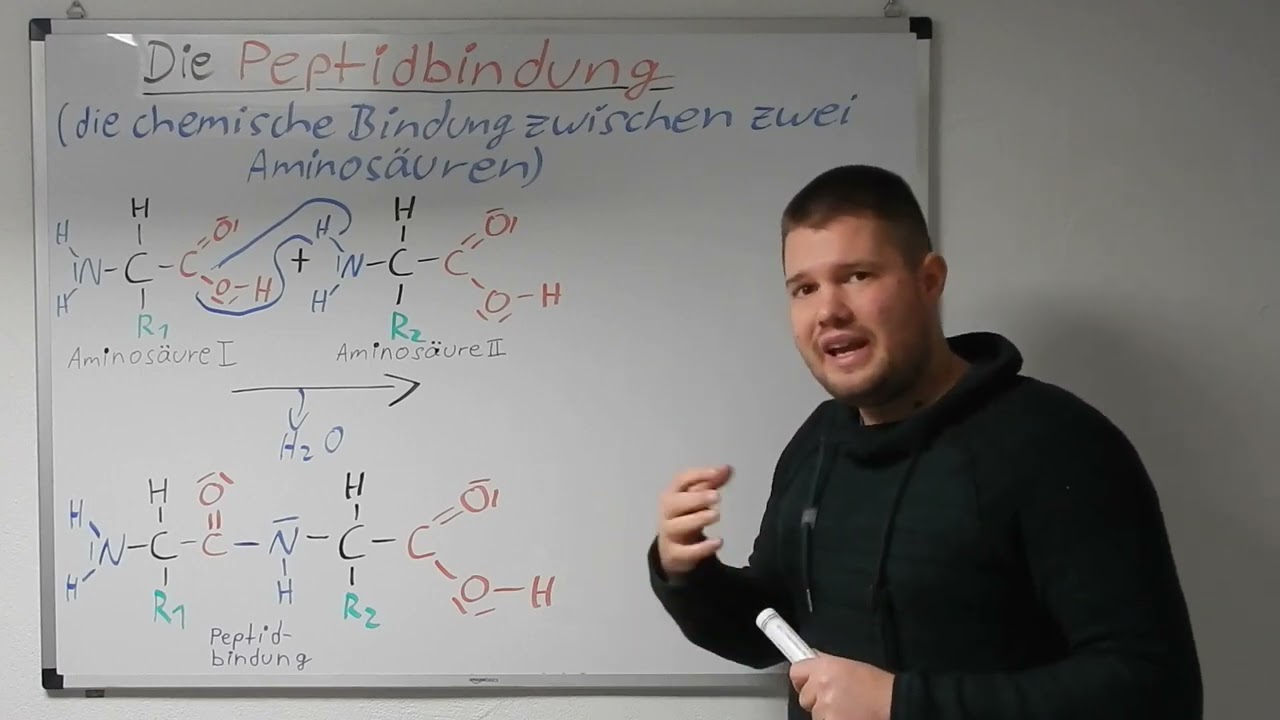 Peptidbindung - die chemische Bindung zwischen Aminosäuren, Aufbau der Proteine 
