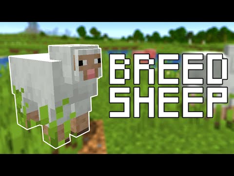 Video: How To Breed Sheep