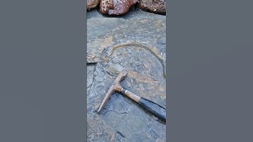 Huuuuuuuuge eroding Ammonite Fossil discovered on the beach! 🌊🪨😲 #fossilhunting #fossils #shorts