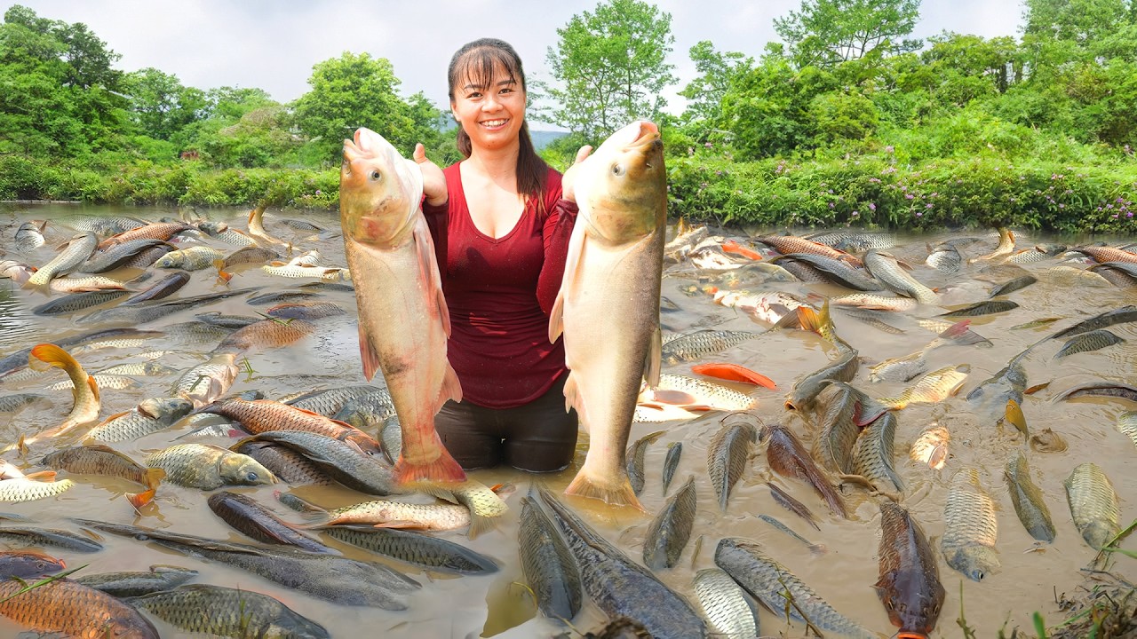 Harvesting A Lot Of Big Fish Goes To Market Sell - Cooking Fish | New Free Bushcraft