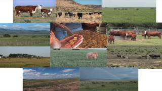 Dan Hale - Beef & Cattle Literacy - Fatty Acid Profile for Grass and Grain Finished Beef