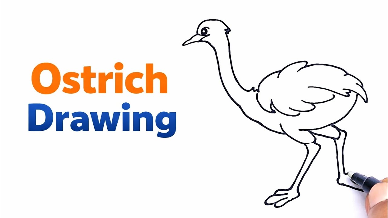 Ostrich Drawing Step by Step | शुतुरमुर्ग की आसान ड्रॉइंग