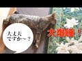 【爆睡猫】ごんさん、床で行き倒れてしまう→声をかけてみたら・・・
