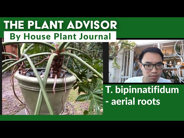 Dealing w/Aerial Roots | The Plant Adivisor - YouTube