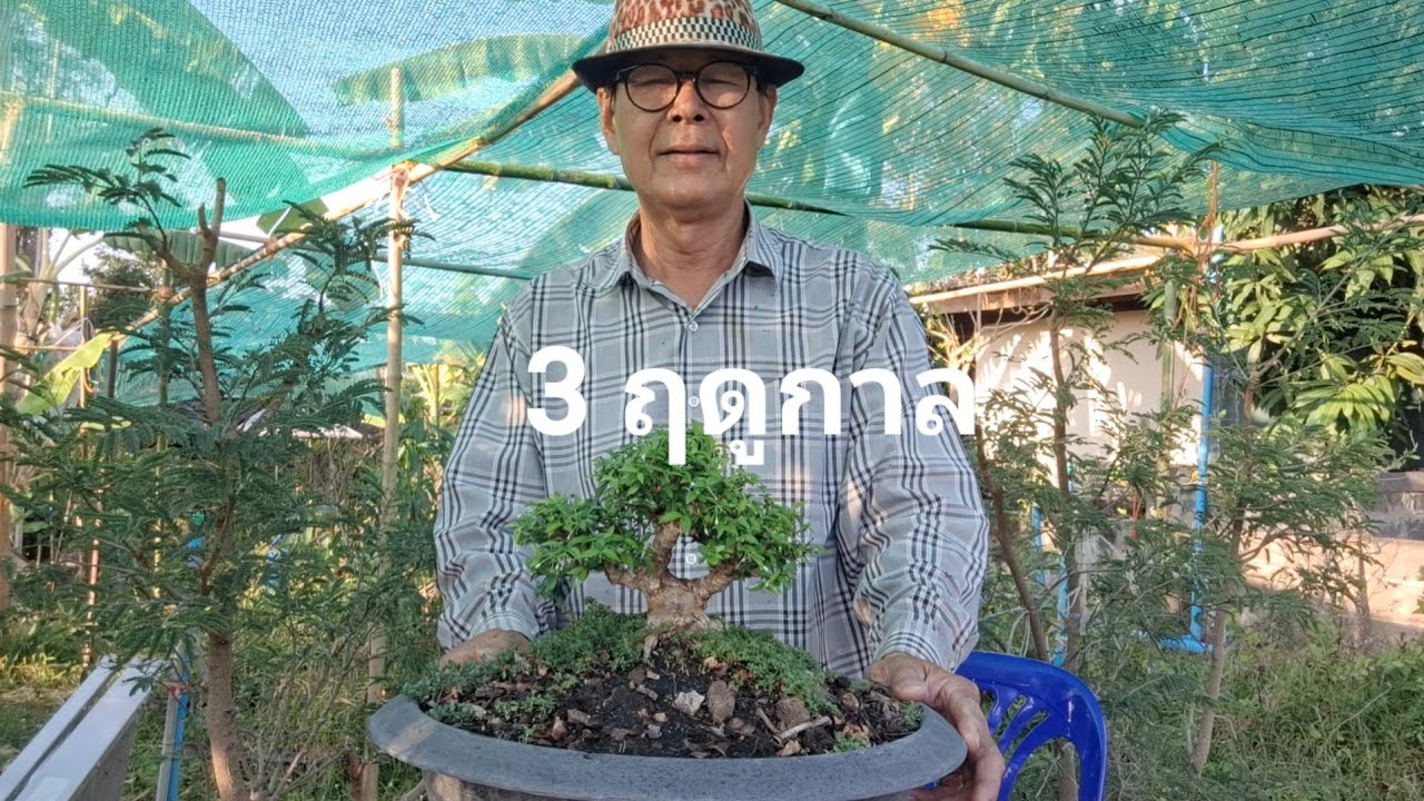 Три сезона ухода за бонсай на северо-востоке Таиланда. #бонсай #выращивание #растения #сад #дерев...