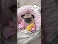 Being a pug is hard work  mamamia dog shorts funny