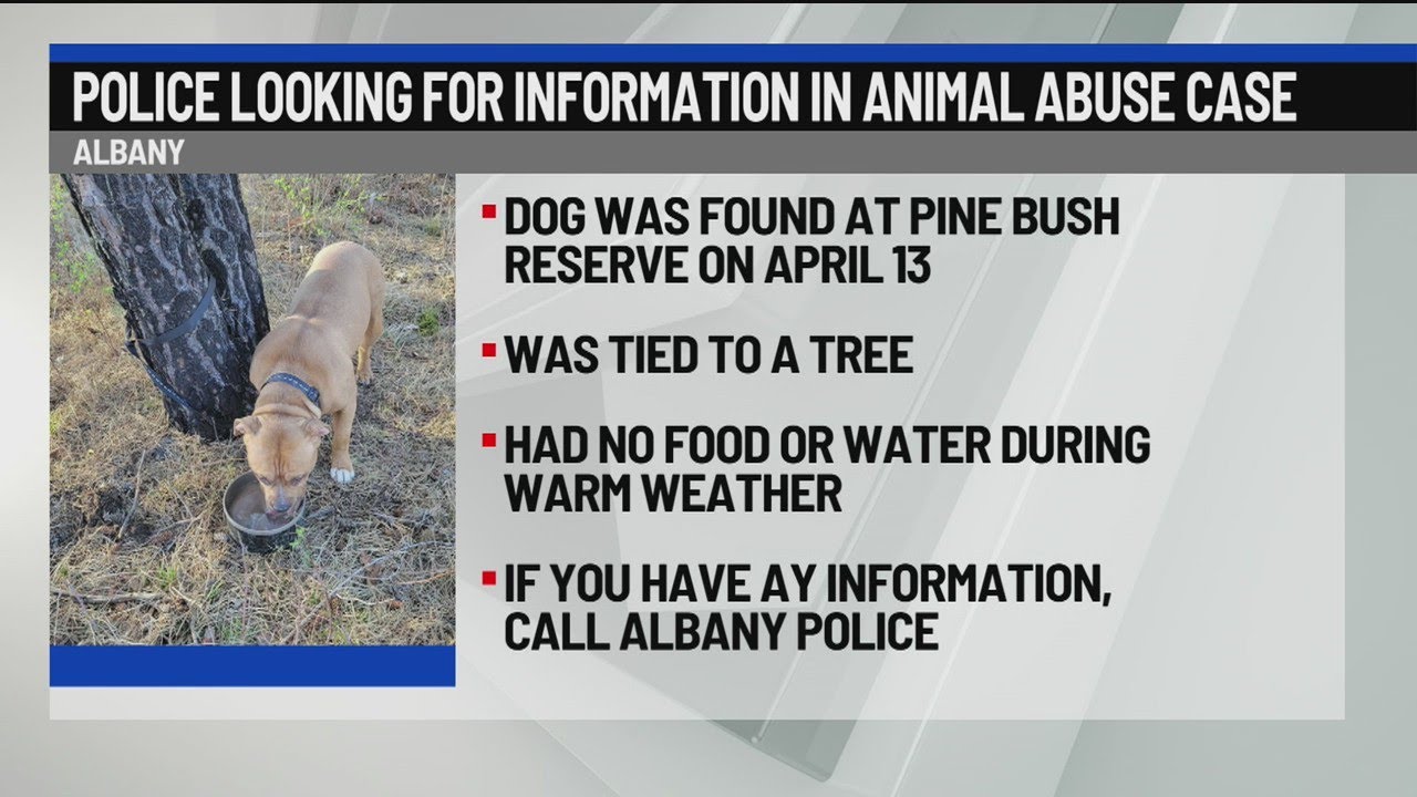 Albany police looking for info on abandoned dog - YouTube