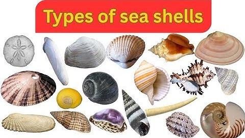 Types of Seashells || English Names with Pictures || Seashells Names 