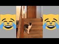 اجمل حالات واتس اب جديدة مضحكة 2018 || مش هتبطل ضحك