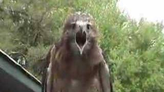 redtailed hawk screaming