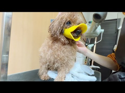 噛む怒る 怒る犬トリミング トイプードル Toy Poodle Trimming Youtube