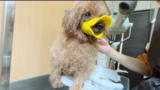 【噛む怒る】怒る犬トリミング、トイプードル toy poodle trimming