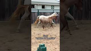 Which of my horses do you pick? #farmanimals #horse #farmlife #babyanimals #pony